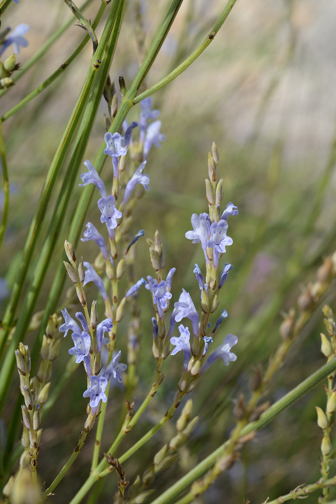Lavanda rizada
