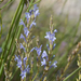 Lavandula coronopifolia - Photo (c) Ori Fragman-Sapir, all rights reserved, uploaded by Ori Fragman-Sapir