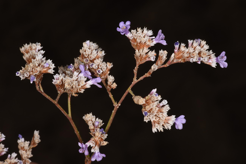 Sea lavender