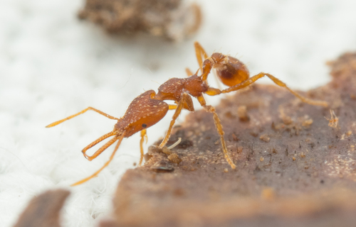 Strumigenys ludiaStrumigenys ludia