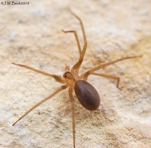 Loxosceles apachea · iNaturalist