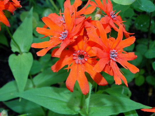 Brilliant Campion