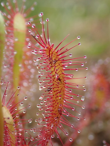 Great Sundew