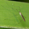 Gonomyia puer - Photo (c) Joseph Connors, all rights reserved, uploaded by Joseph Connors