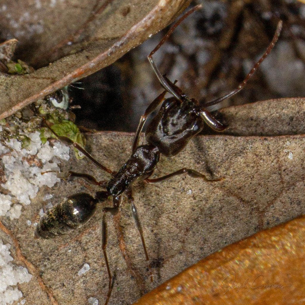 Florida Trap-jaw Ant (Odontomachus brunneus) · iNaturalist