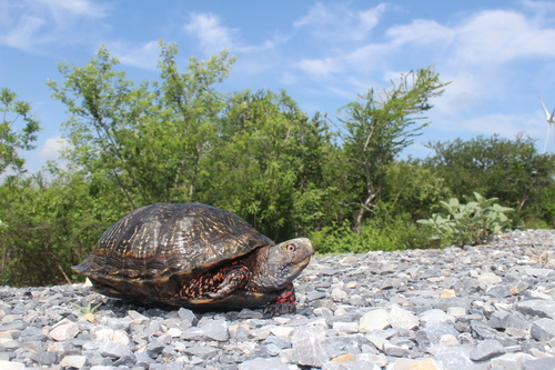 Mexican Box Turtle