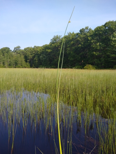 Schoenoplectus torreyi (Olney) Palla