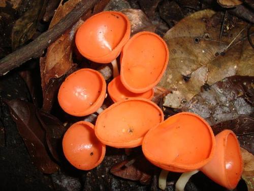 Cookeina sulcipes
