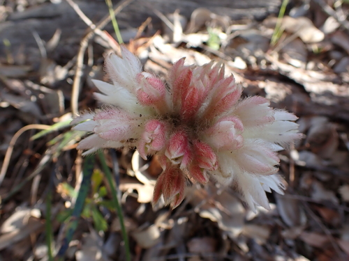 Conostylis setosa (Conostylis setosa)