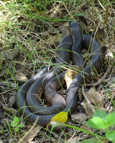 Eastern Brown Snake sighting