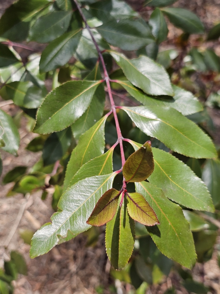 Khat from Mareeba QLD 4880, Australia on October 23, 2024 at 12:07 PM ...