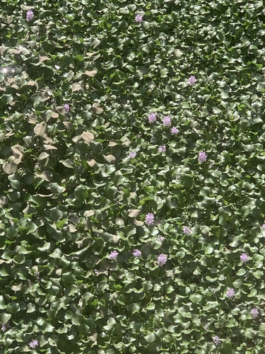 common water hyacinth