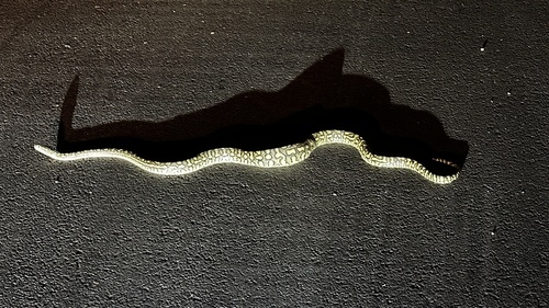 Coastal Carpet Python sighting