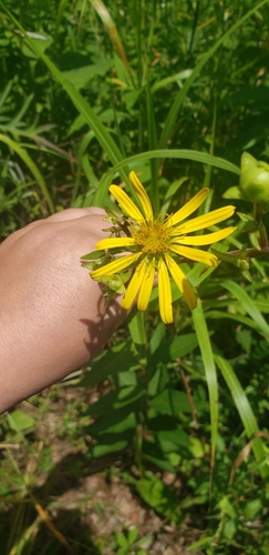 Silphium asteriscus var. latifolium