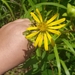 Silphium asteriscus latifolium - Photo (c) Jeremy French, all rights reserved, uploaded by Jeremy French