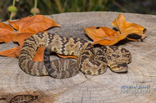 Western Black-tailed Rattlesnake