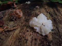 Tremella fuciformis image
