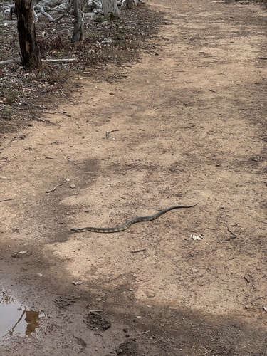 Tiger Snake sighting