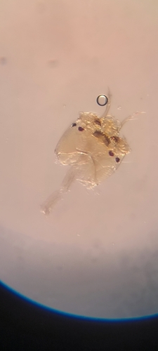 Cladotanytarsus mancus