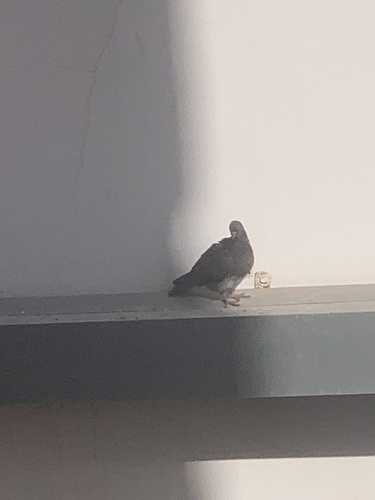 Feral Pigeon