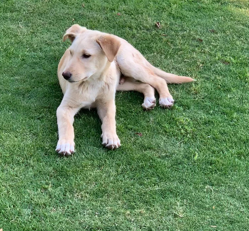 Domestic Dog