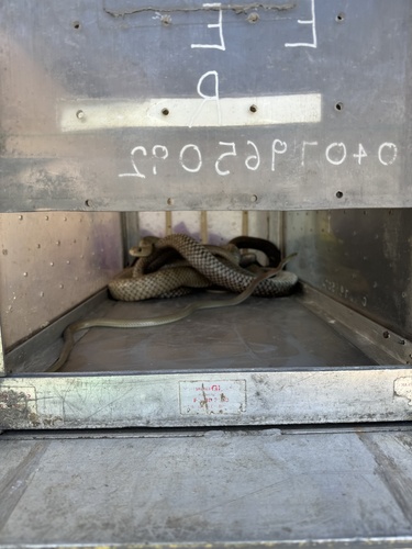 Eastern Brown Snake sighting