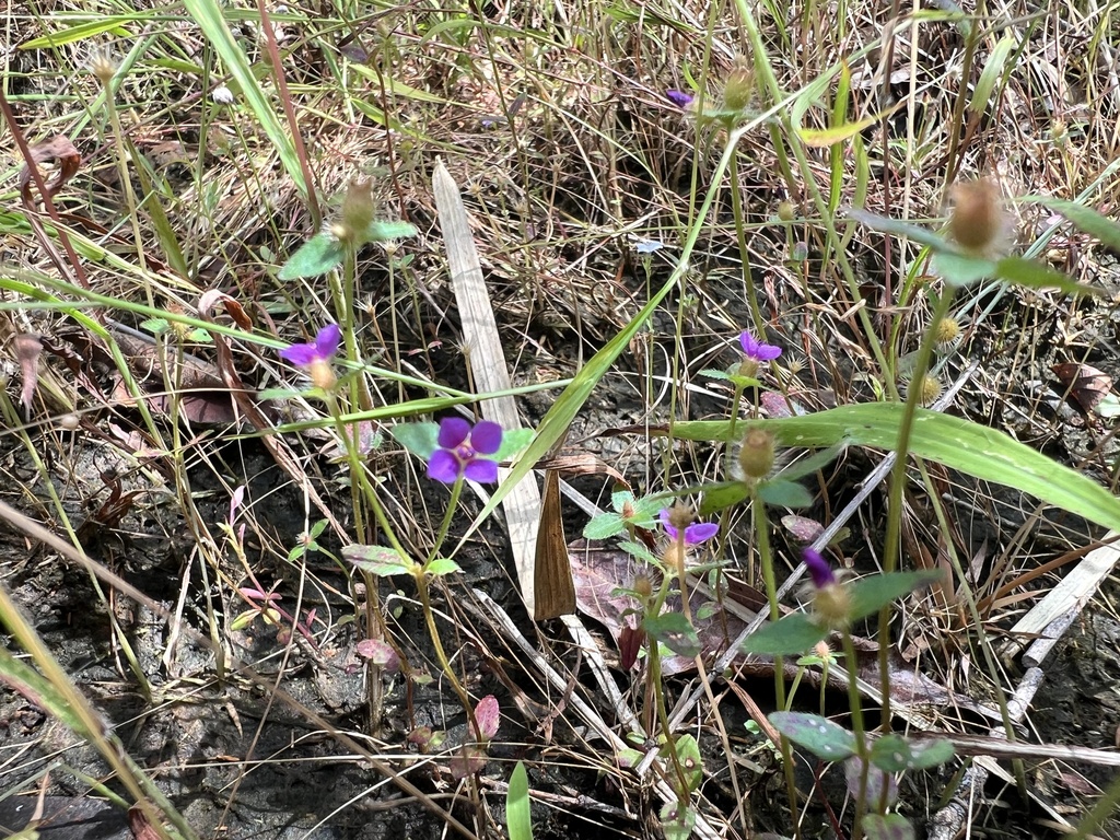 Osbeckia cochinchinensis (Osbeckia cochinchinensis)