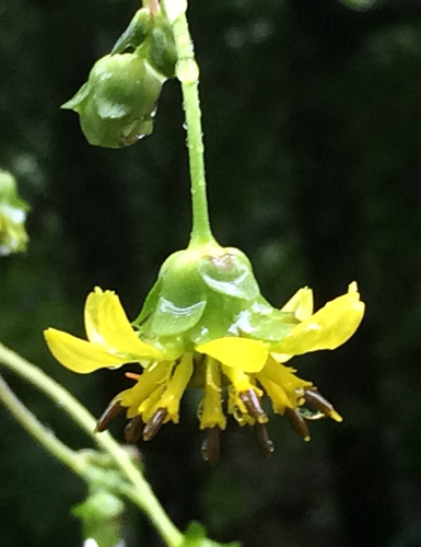 Silphium reniforme · iNaturalist