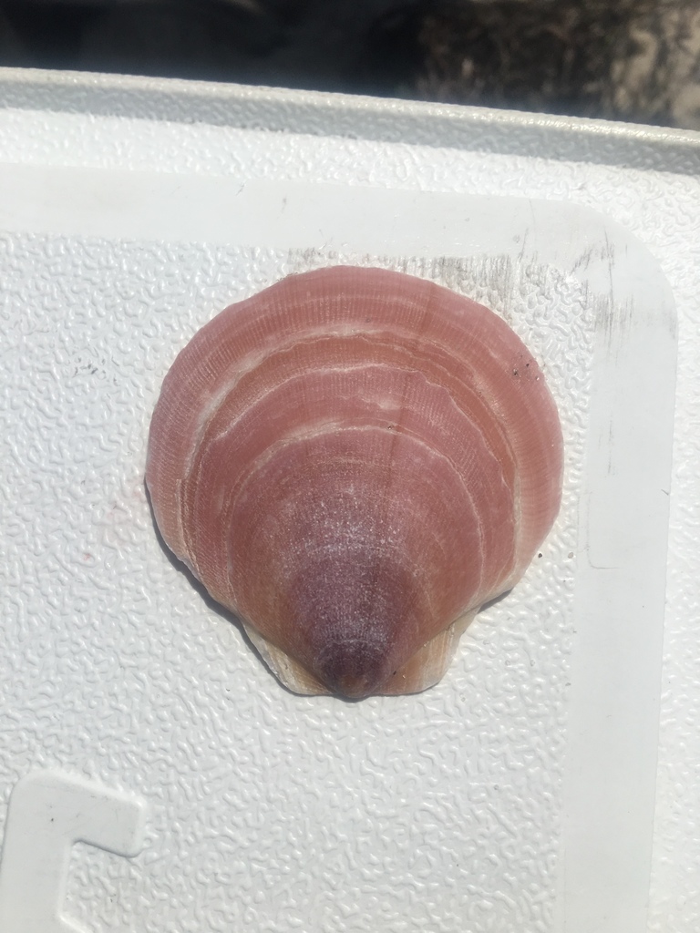 Atlantic deepsea scallop from Cape Cod National Seashore, Orleans, MA
