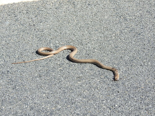 Eastern Brown Snake sighting