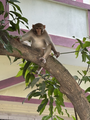 Rhesus Macaque