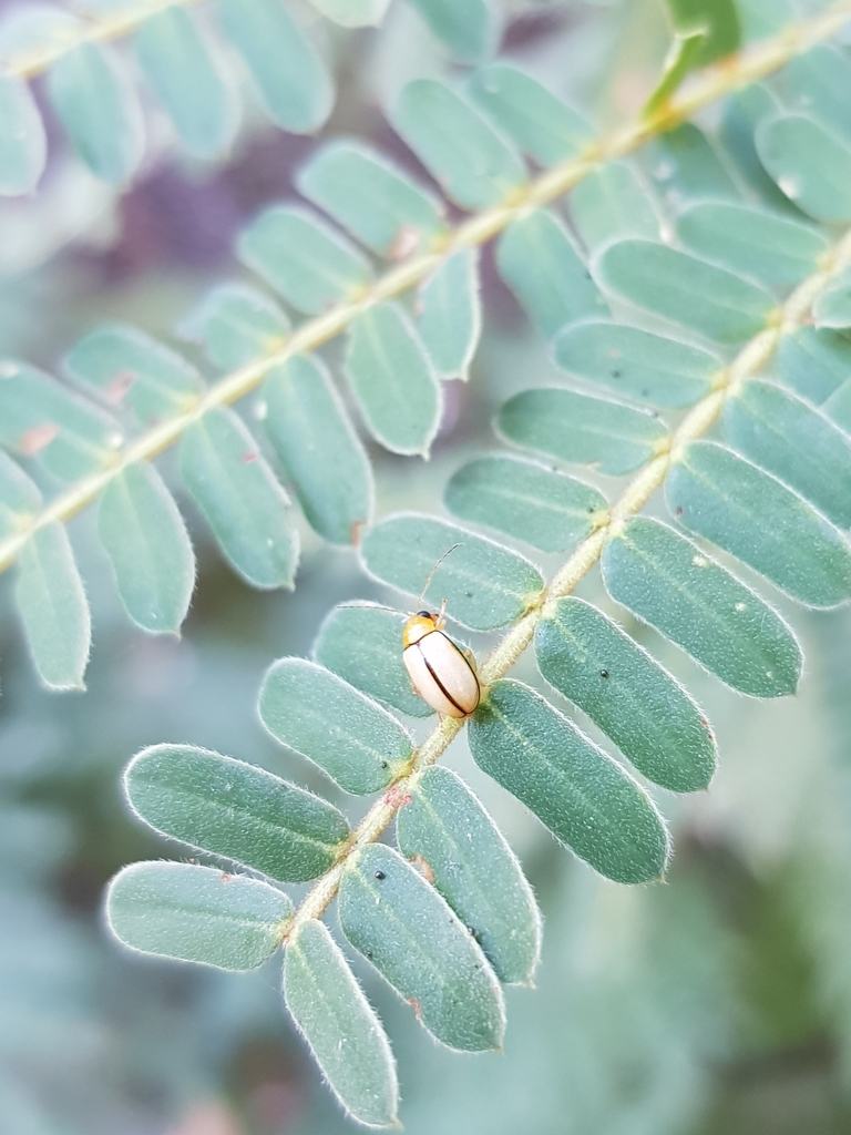 Monolepta from Chobe, BWCHCH, BW on June 05, 2019 at 0428 PM by