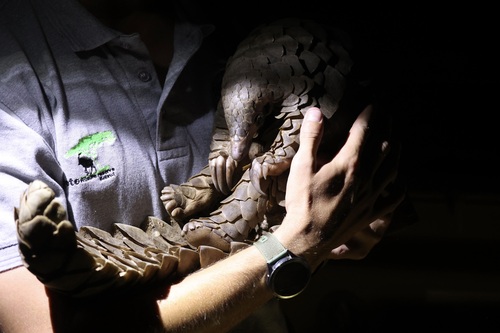 Temminck's Ground Pangolin