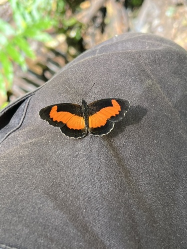 Lady's Maid Butterfly
