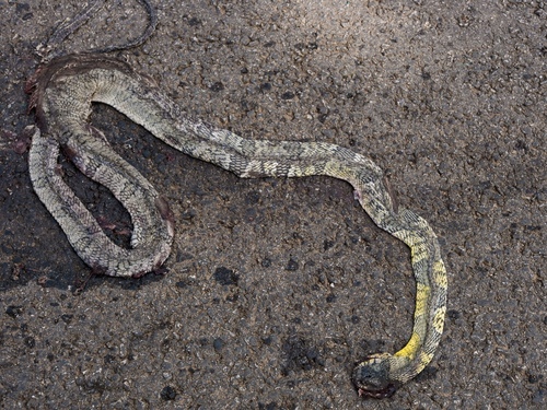 Blandings Tree Snake