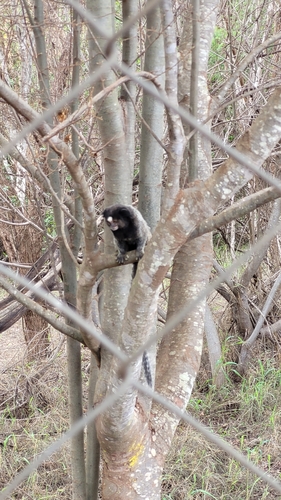 Black-tufted-ear Marmoset