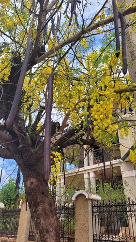 Golden Shower Tree