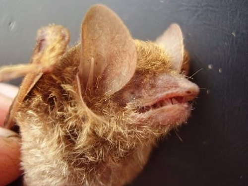 Golden-tipped Bat (Phoniscus papuensis) — Vulnerable Mammalia