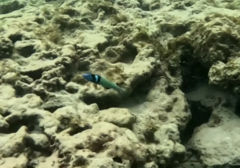 Bluehead Wrasse