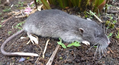 Shaw Mayer's Water Rat (Baiyankamys shawmayeri) — Least Concern Mammalia