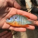 Orangespotted Sunfish - Photo (c) mackelroy, all rights reserved