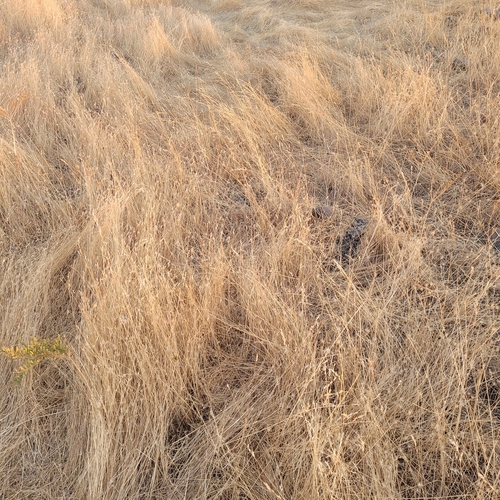 iNaturalist observation photo of grasses