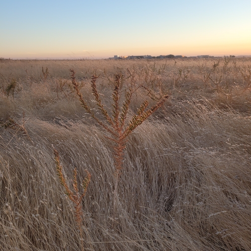 iNaturalist observation photo of tarweeds, silverswords, and allies