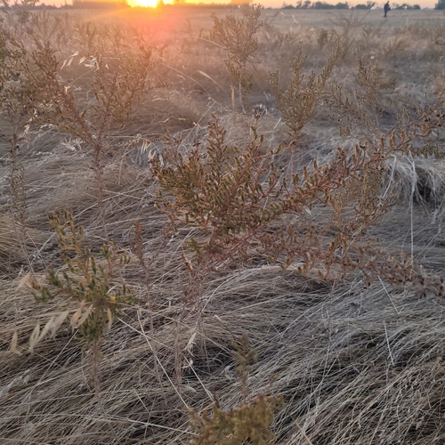 iNaturalist observation photo of tarweeds, silverswords, and allies