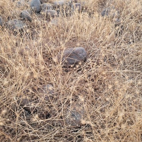 iNaturalist observation photo of salt barley