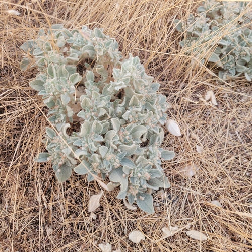 iNaturalist observation photo of turkey mullein