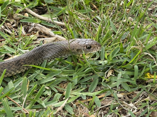 Eastern Brown Snake sighting