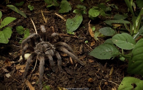 Sphaerobothria hoffmanni Karsch, 1879