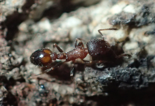Temnothorax caguatanTemnothorax caguatan