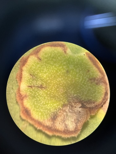 iNaturalist observation photo of Plate Gall Wasp